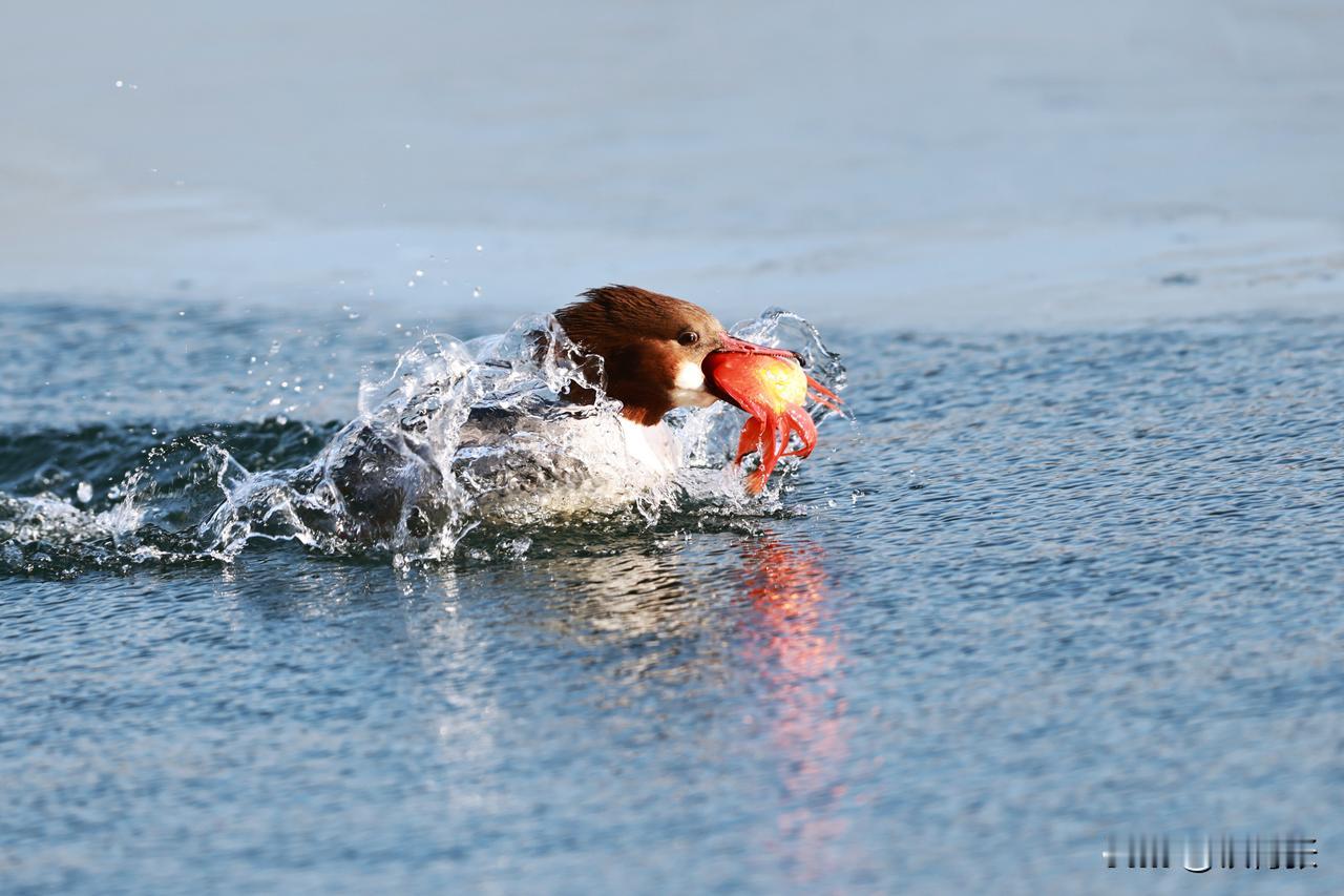 雌性秋沙鸭吃鱼
（拍摄于北京北海公园）
