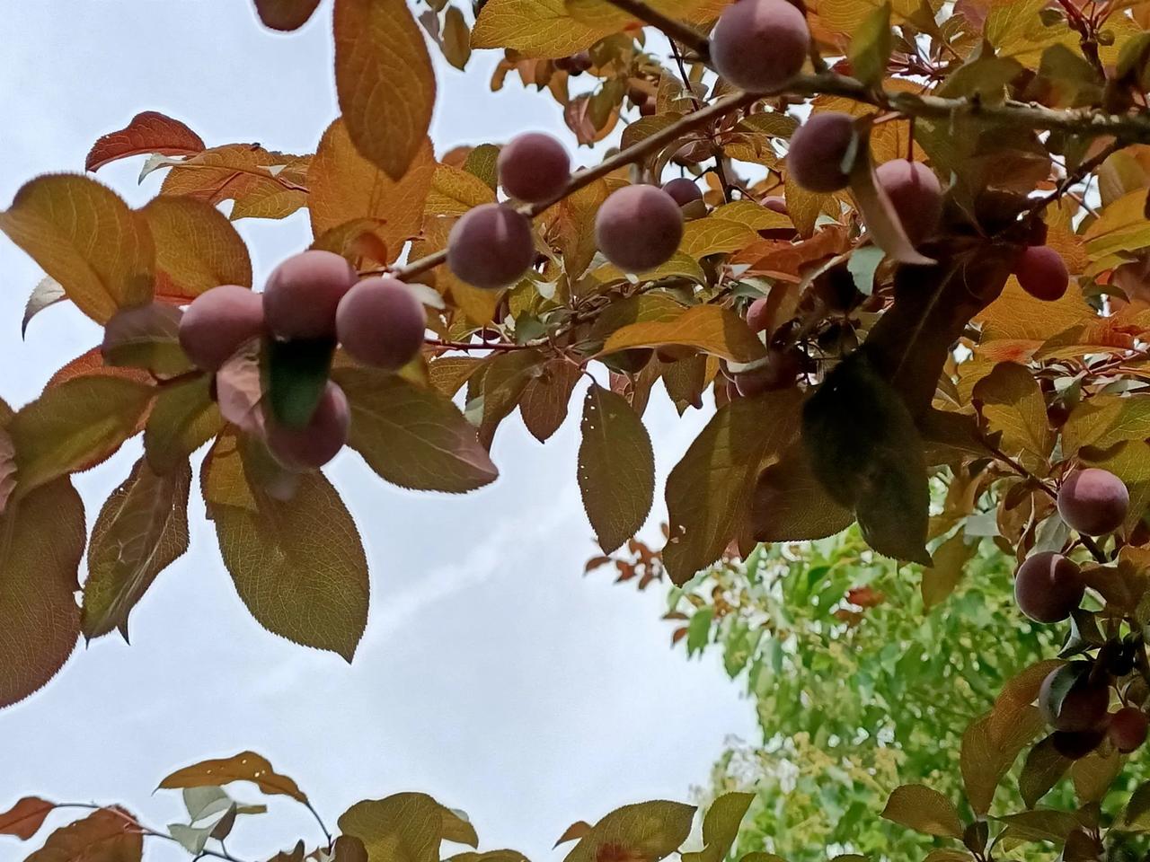 绿化带树上小果子