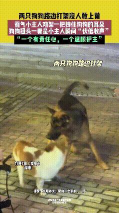 “笑不活了！”湖南街头俩没牵绳的狗狗干起架，大人都被凶巴巴的架势吓住，不敢上前。