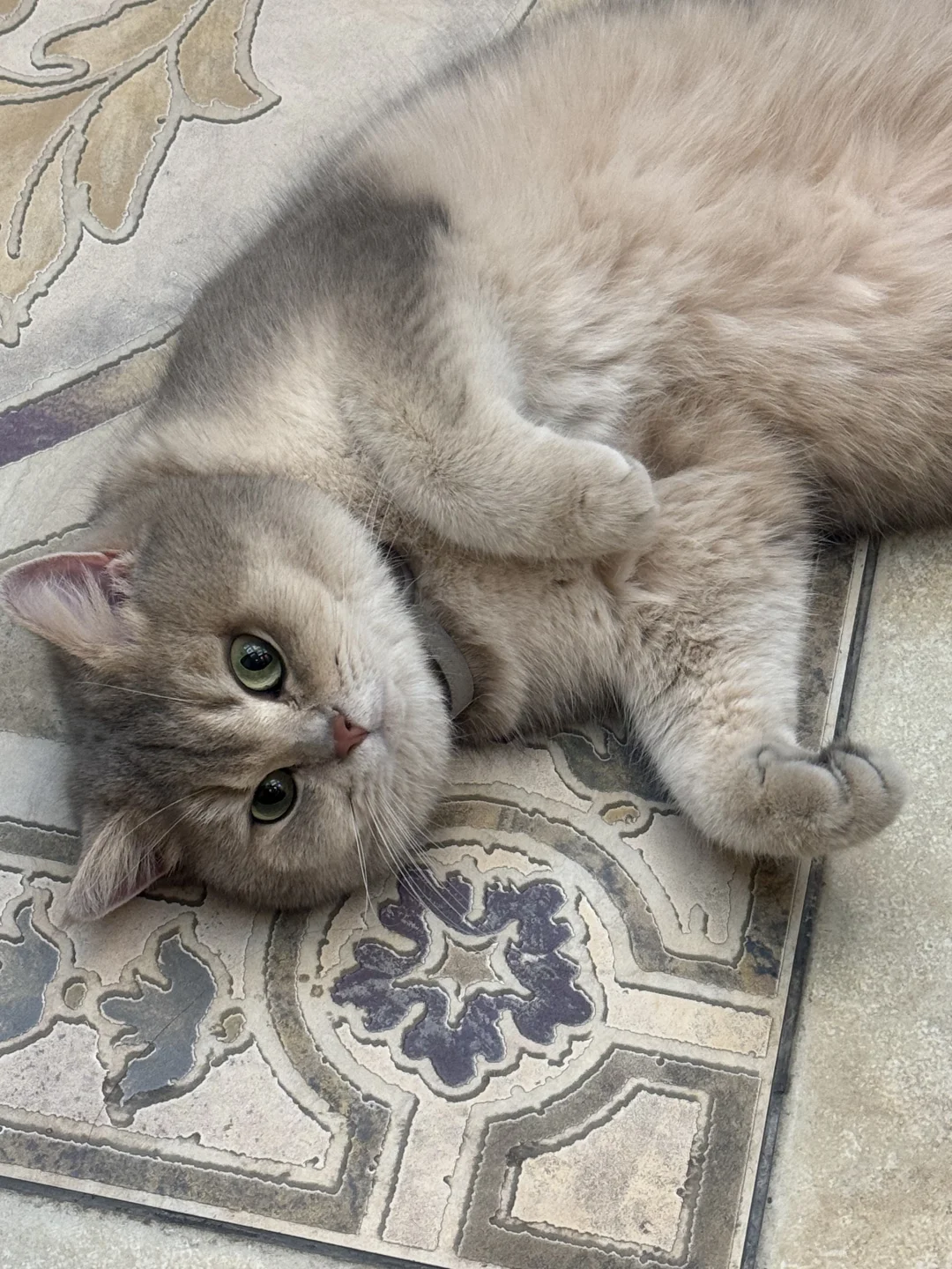 猪咪