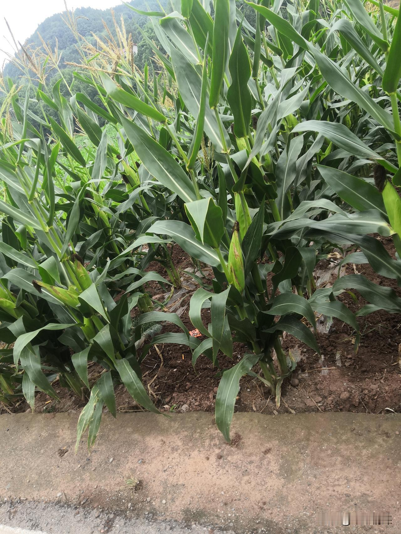 德阳市中江县冯店农村的矮苞谷
下雨后的玉米苞谷，露水儿还残留在玉米的叶子上面，棵