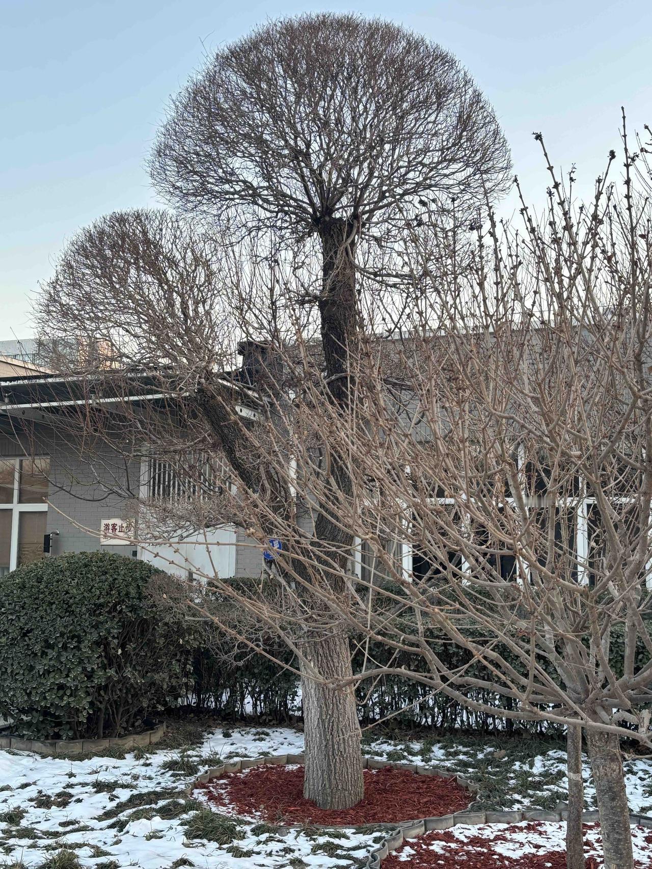 虽然没有绿叶点缀
但它的体型依然诱人
夏天它是一把巨伞
冬天它一样傲然挺立