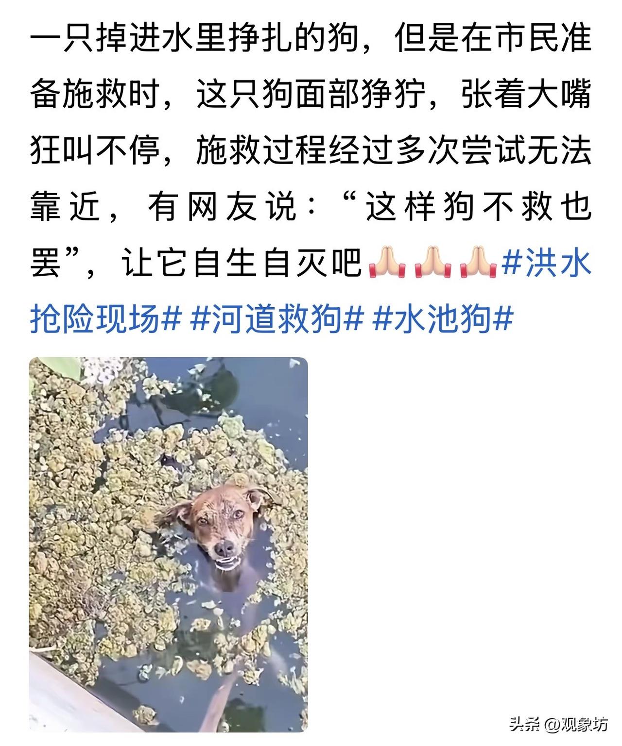 掉水里狂叫不让靠近？畜生就是畜生，别拿你的“圣母心”去贴它的獠牙！

一张照片，