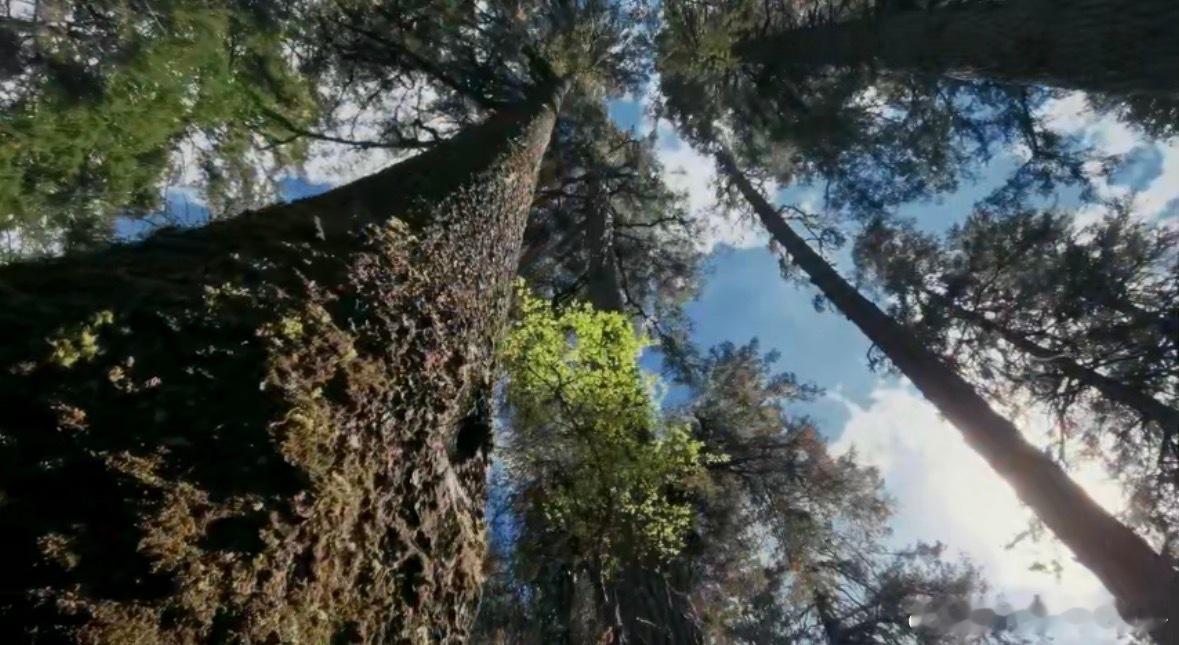 国家地理镜头下每一帧都是大片 说一句绝美真的不过分！这也太太太好看了吧！Mate