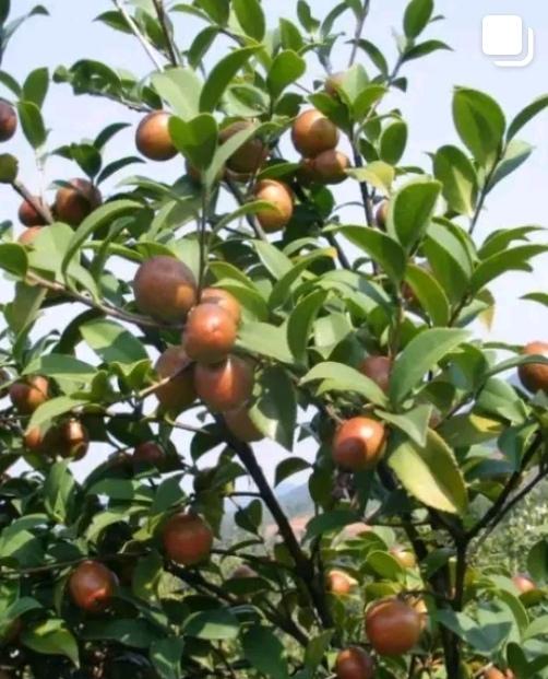 熊猫家的茶油产量
猛地涨了53%！这也太给力了，
连老外看了都惊掉下巴！  
