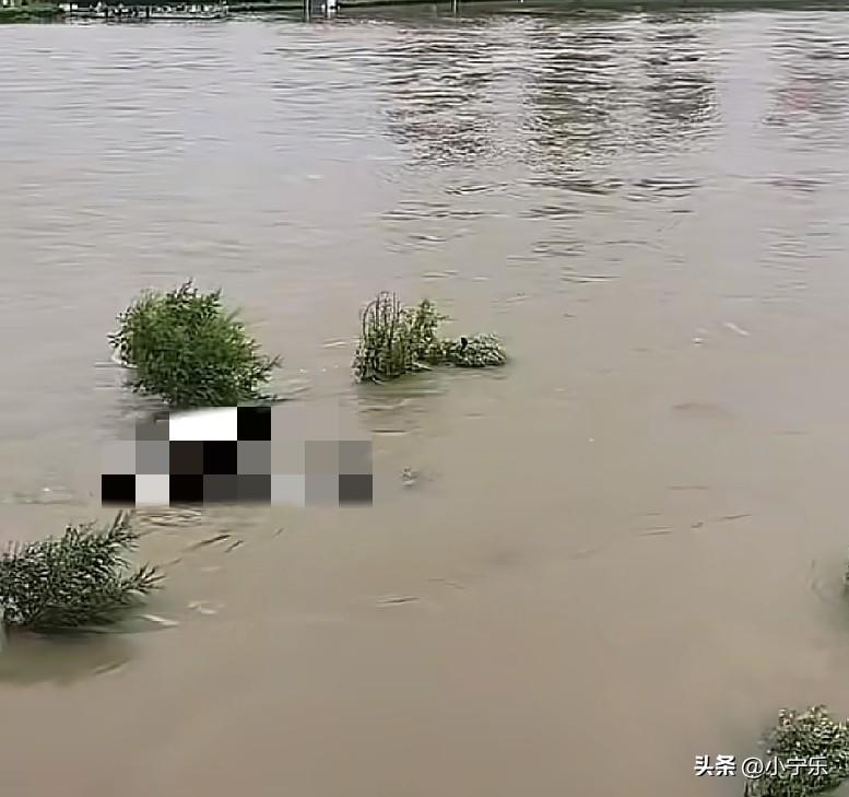 7月14日，吉林临江门大桥，发现一只小猫被困在江心一根细细的树枝上，已经整整2天