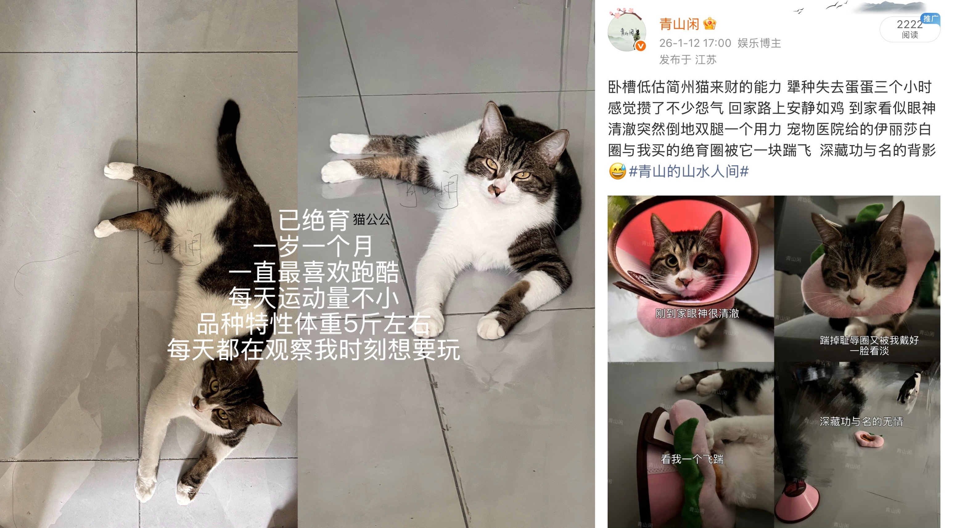 今天得知更多 我们来财 简州猫明清御猫 耳朵是最明显特征 爱健康饮食多吃草 难怪