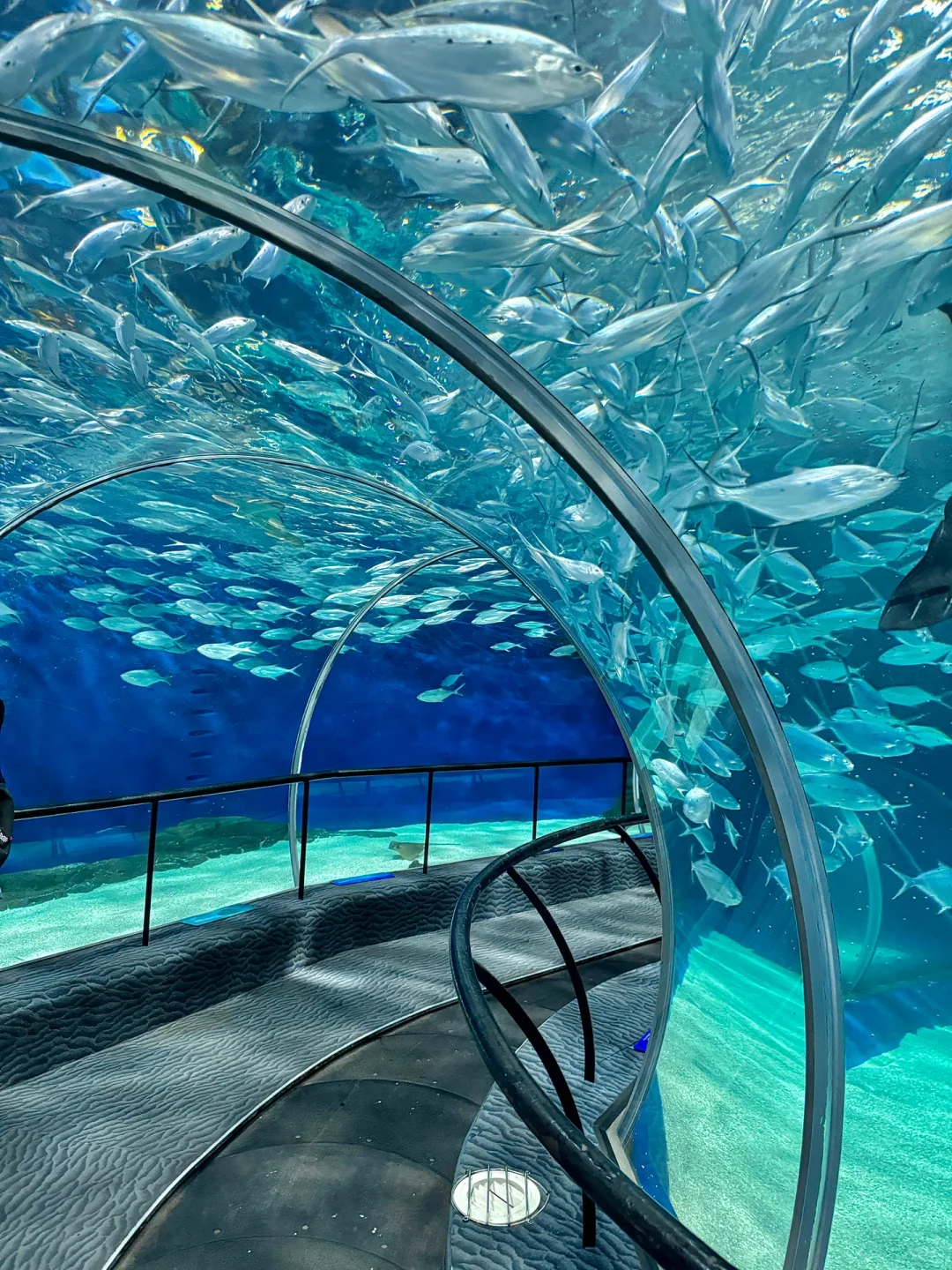 海洋馆就是氛围感的神🌊🫧🐬附live图参数