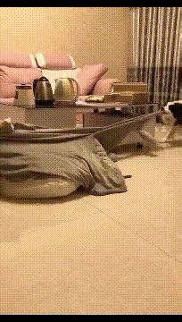 两只过不下去的狗狗要离婚，
家产一人一半，被子也不例外。