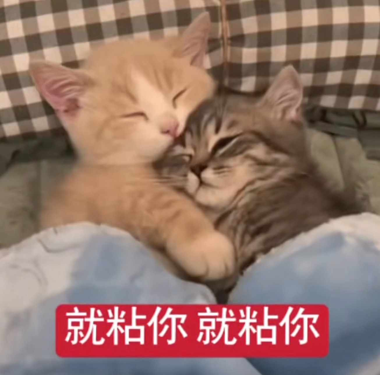 以后抽奖没抽到自己 我们一起喊“哥哥我也要”“我也要”好吗王源宇宙超级无敌大大狂