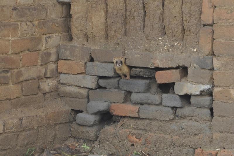 今天我开车在路边遇到一只黄鼠狼，孩子看着可爱随口一说来呀，它可能是听懂了，一直跟