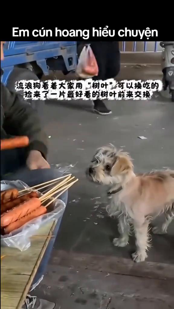 流浪狗看着大家用"树叶"可以换吃的，捡来了一片最好看的树叶前来交换。