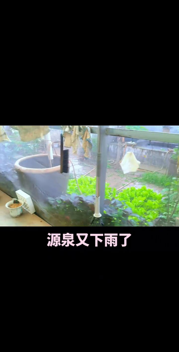 源泉又下雨了。