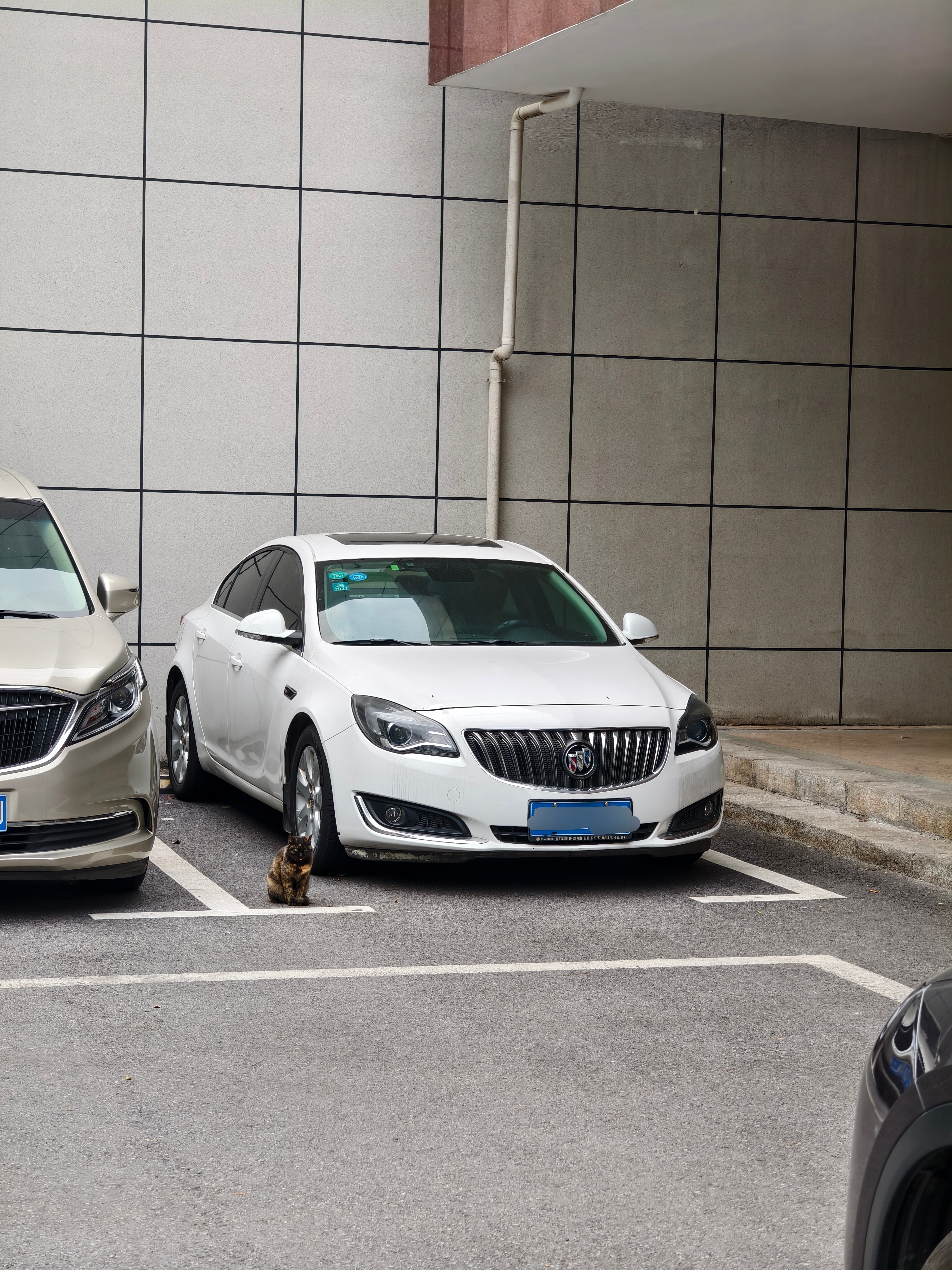 小猫看着很有经验，知道要在楼下端坐等着人投喂