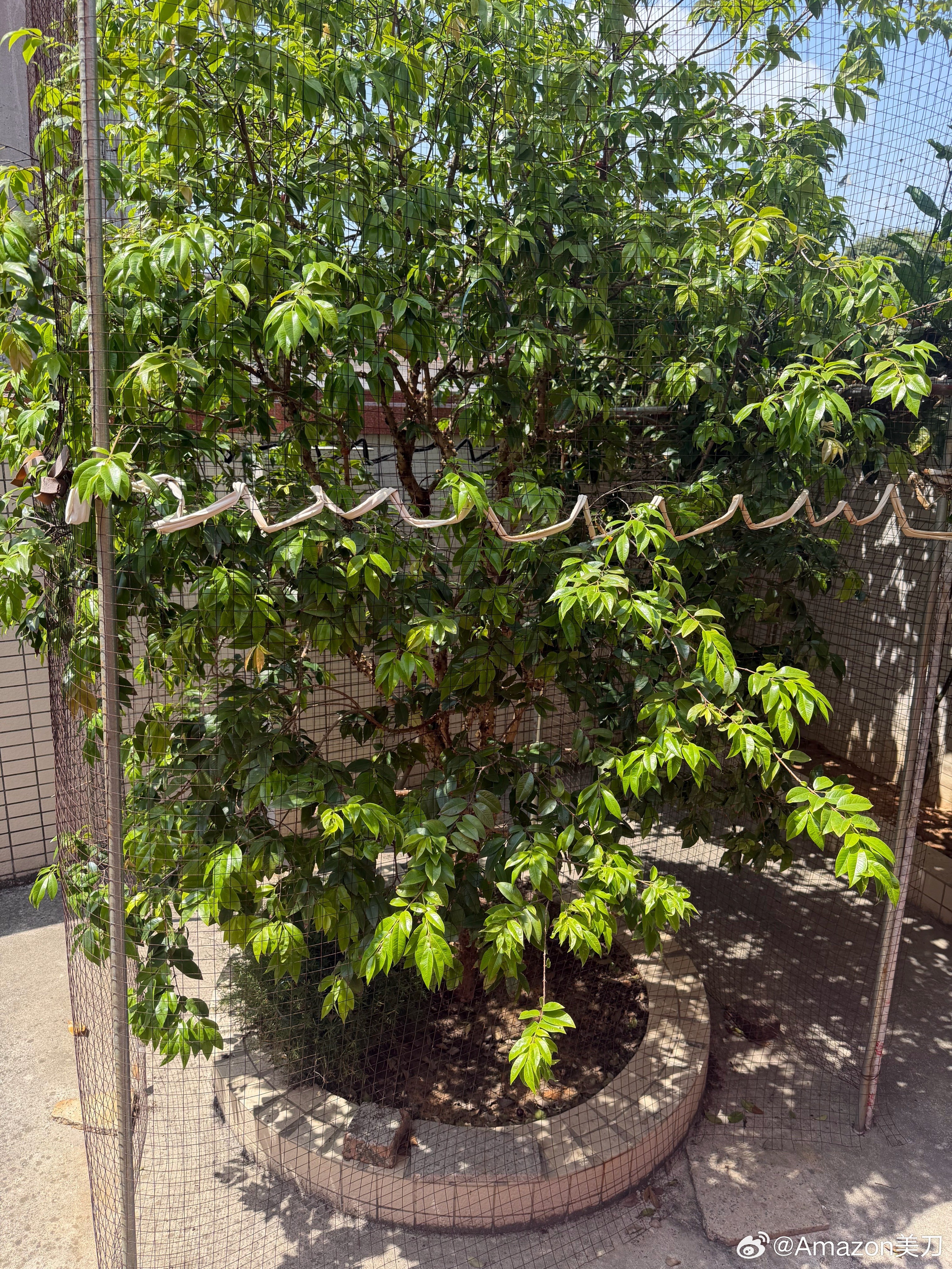 第一次吃！口感酸酸甜甜！真不错！ 