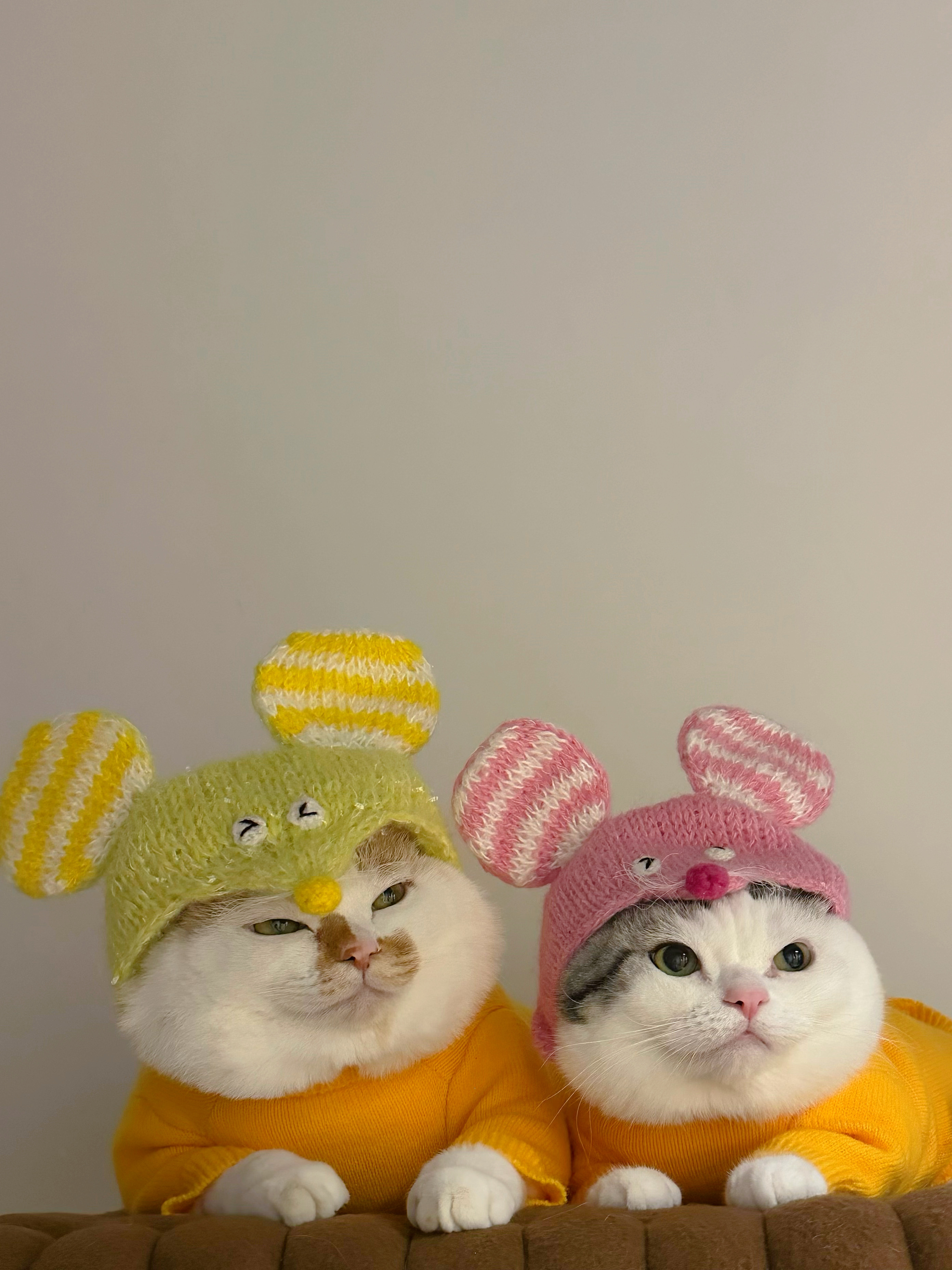 鼠鼠咪！！ 