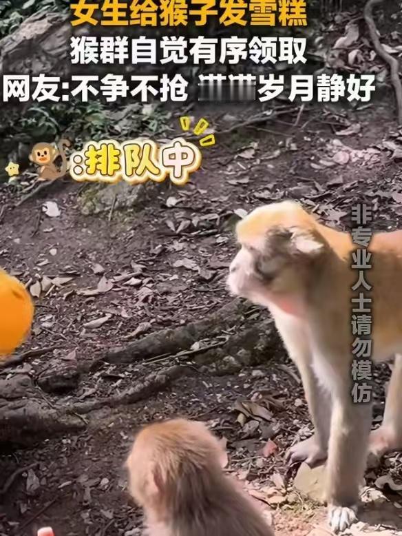 猴子都开始排队了，你上班挤电梯还插队吗？😂 评论区聊聊你见过最讲礼貌的动物[呲
