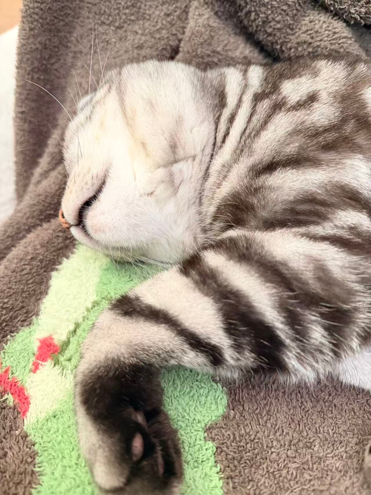 专家说小猫上床是不脏的 这次我站专家！！哈哈哈哈哈哈[点赞]小猫怎么会脏[流鼻血