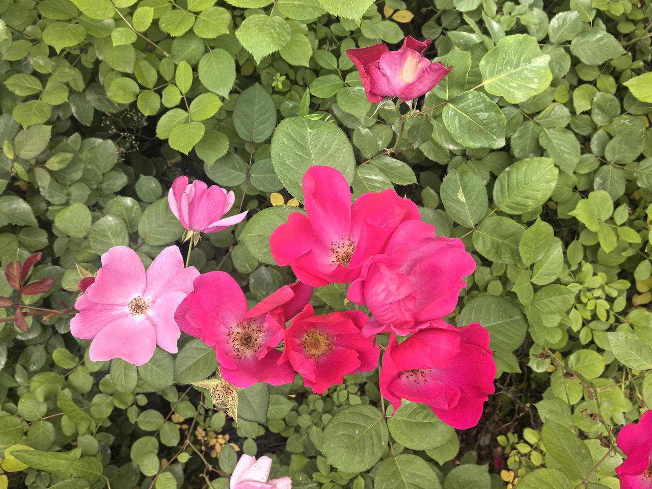 今天路过一片盛放的月季花田，瞬间被惊艳到！不愧是“花中皇后”，美得让人移不开眼。