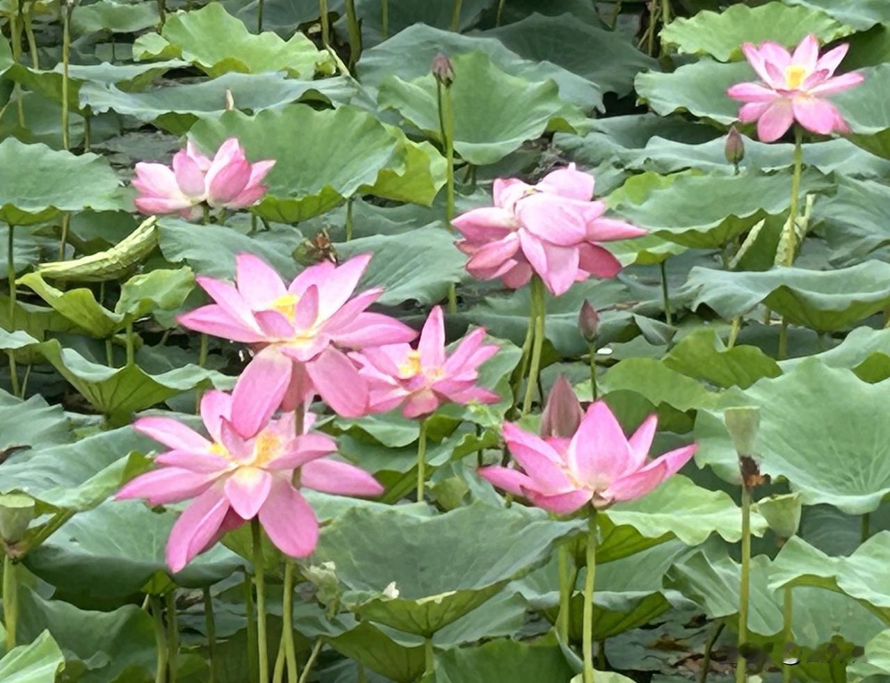 盛开的荷花（随手拍）。自从发现今年荷花开了以后，我就总是惦记着它。这不，昨天上午
