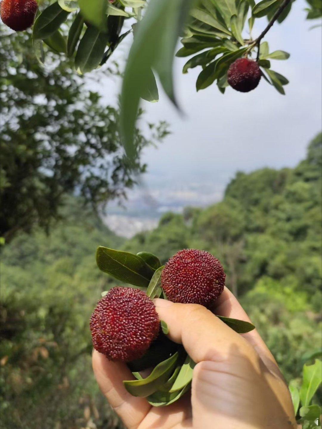 现摘的杨梅好吃极了，酸甜可口在身边