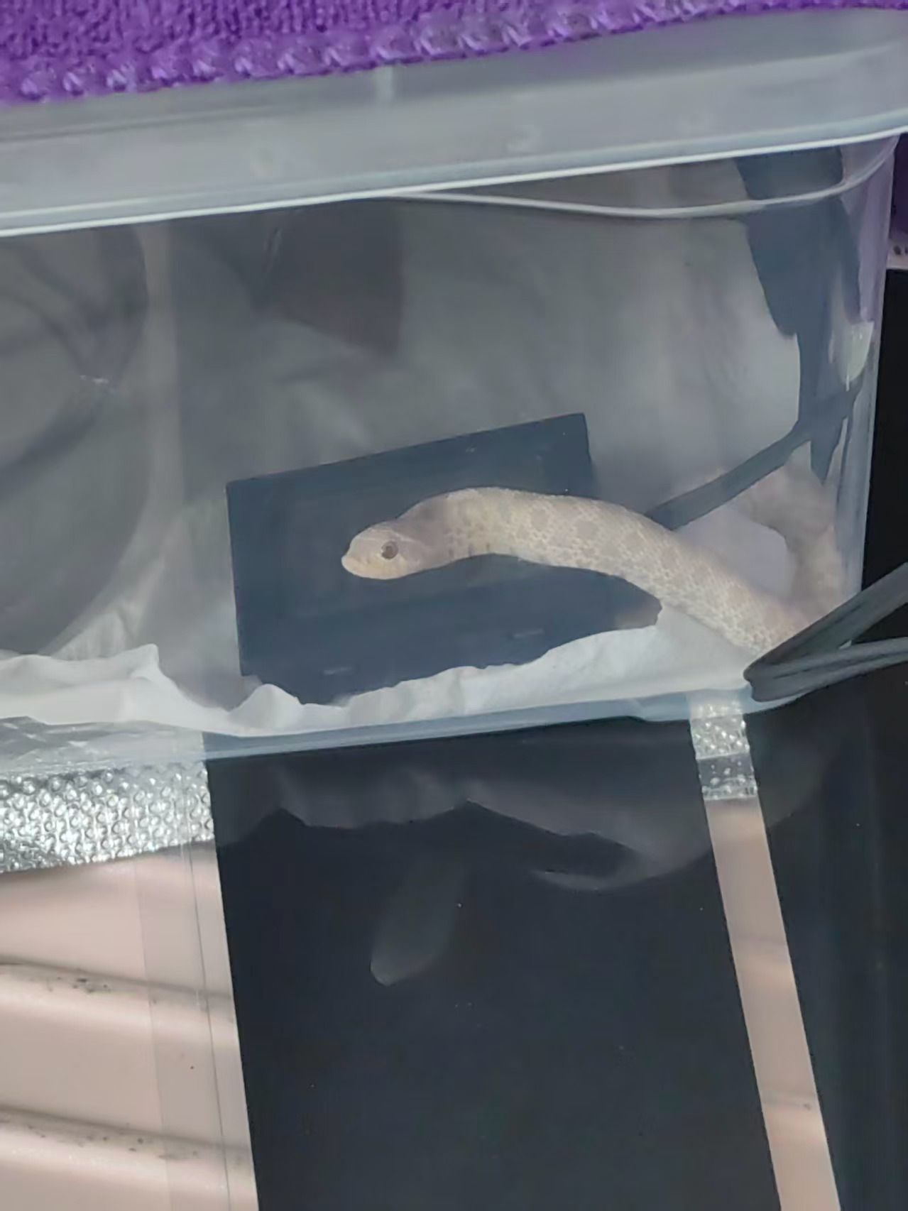 妹妹养了条小蛇让我欣赏啊这……确实挺好看！但我有点接受不了