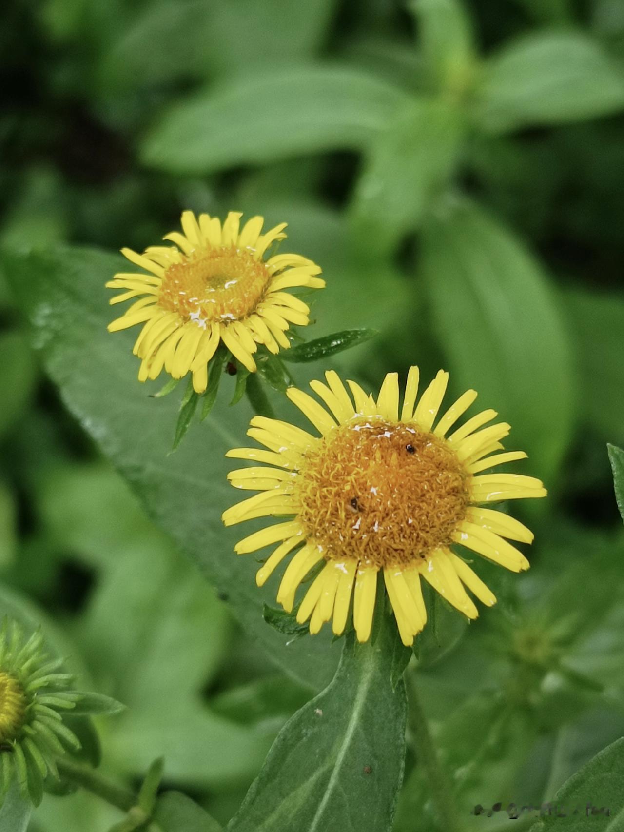 草丛中明亮的金黄色小花
——旋覆花

旋覆花，菊科旋覆花属多年生草本植物。

别