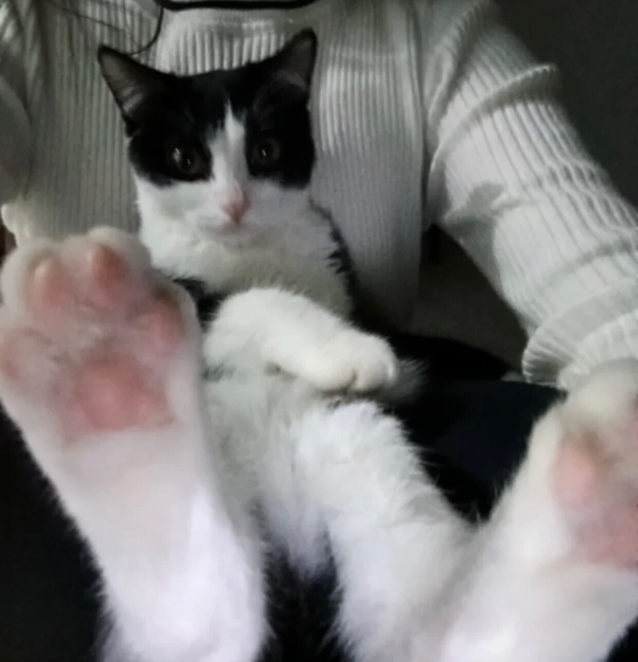 🐾daily奶牛猫onlynaifans（投稿：） 