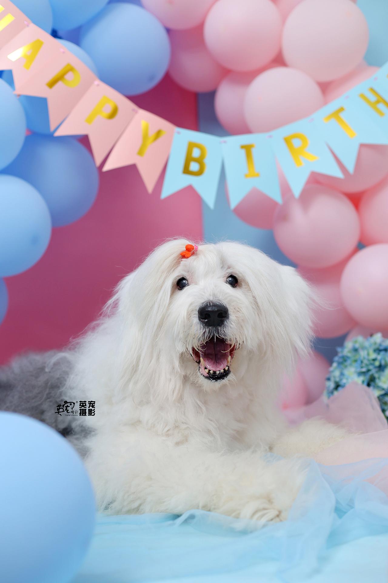 哇哦～～
谁说大宝宝补过生日？
我们英宠从来都是一视同仁，每个宝宝都要有一张生日