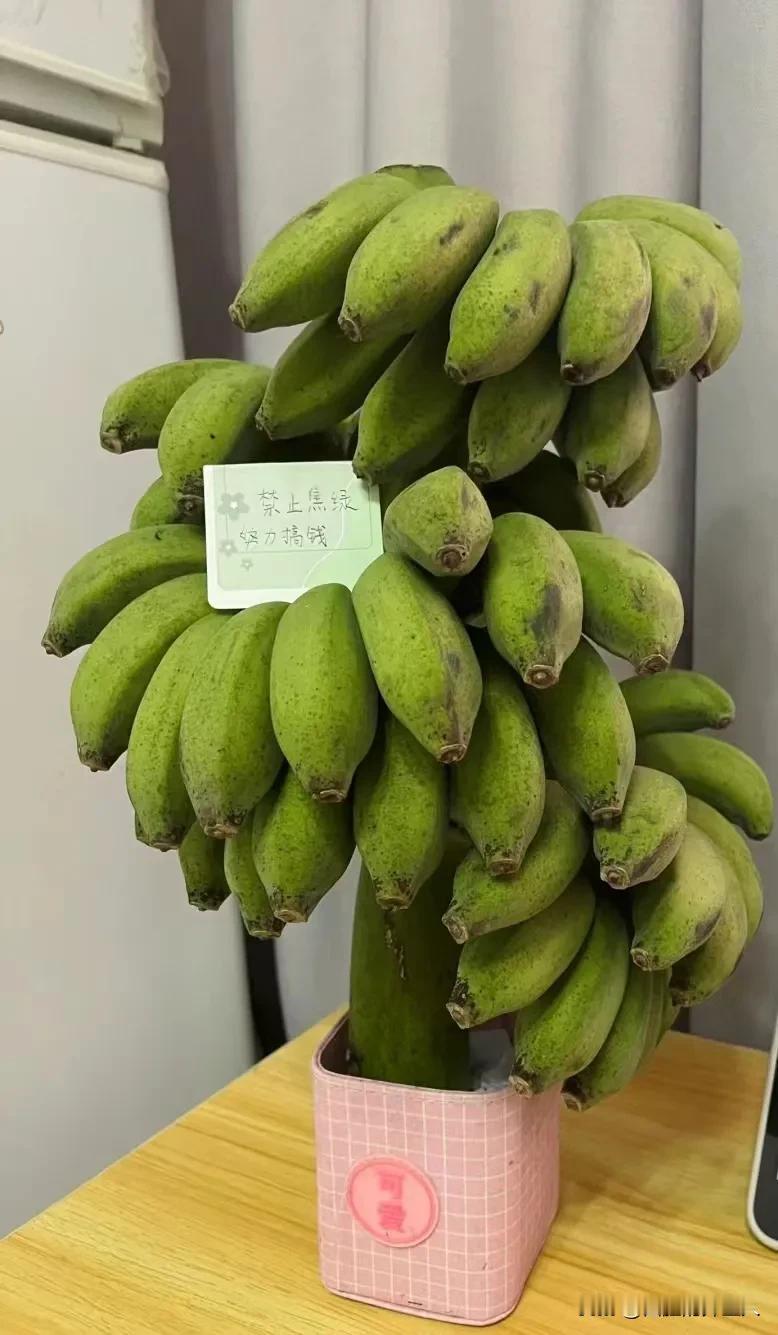 同事买了一串香蕉当绿植，请假的时候，香蕉熟了，被我们吃了。她很生气，为了安慰她，