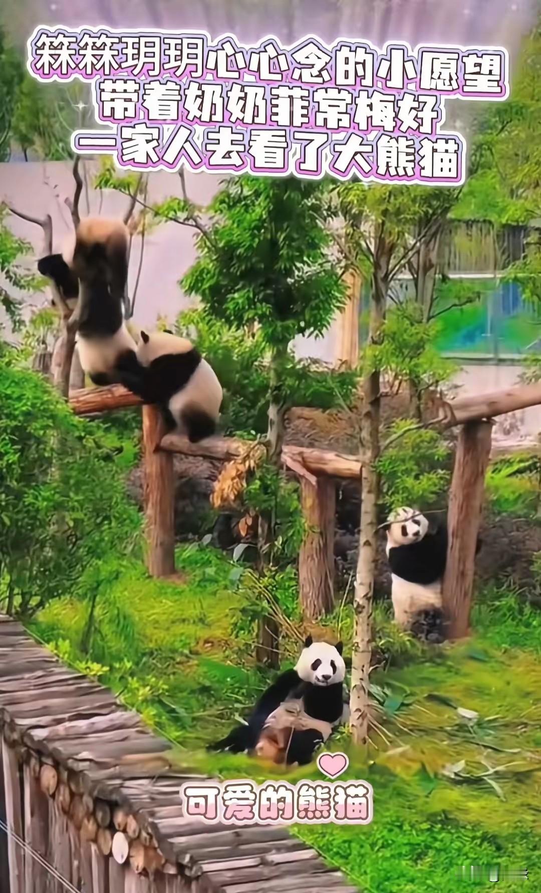 小玥儿愿望已实现！
玥儿和箖箖对看大熊猫的期盼挺久了，这一次趁着放假，汪小菲带孩