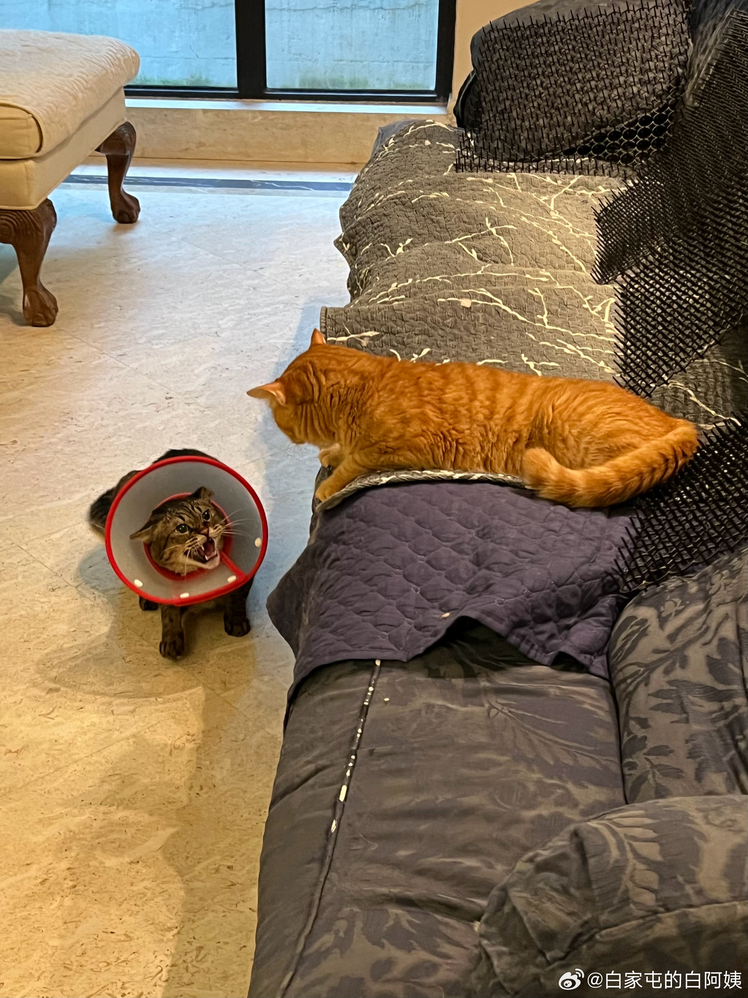 李葵生气的点是：竟然有猫不怕他！ ​​​