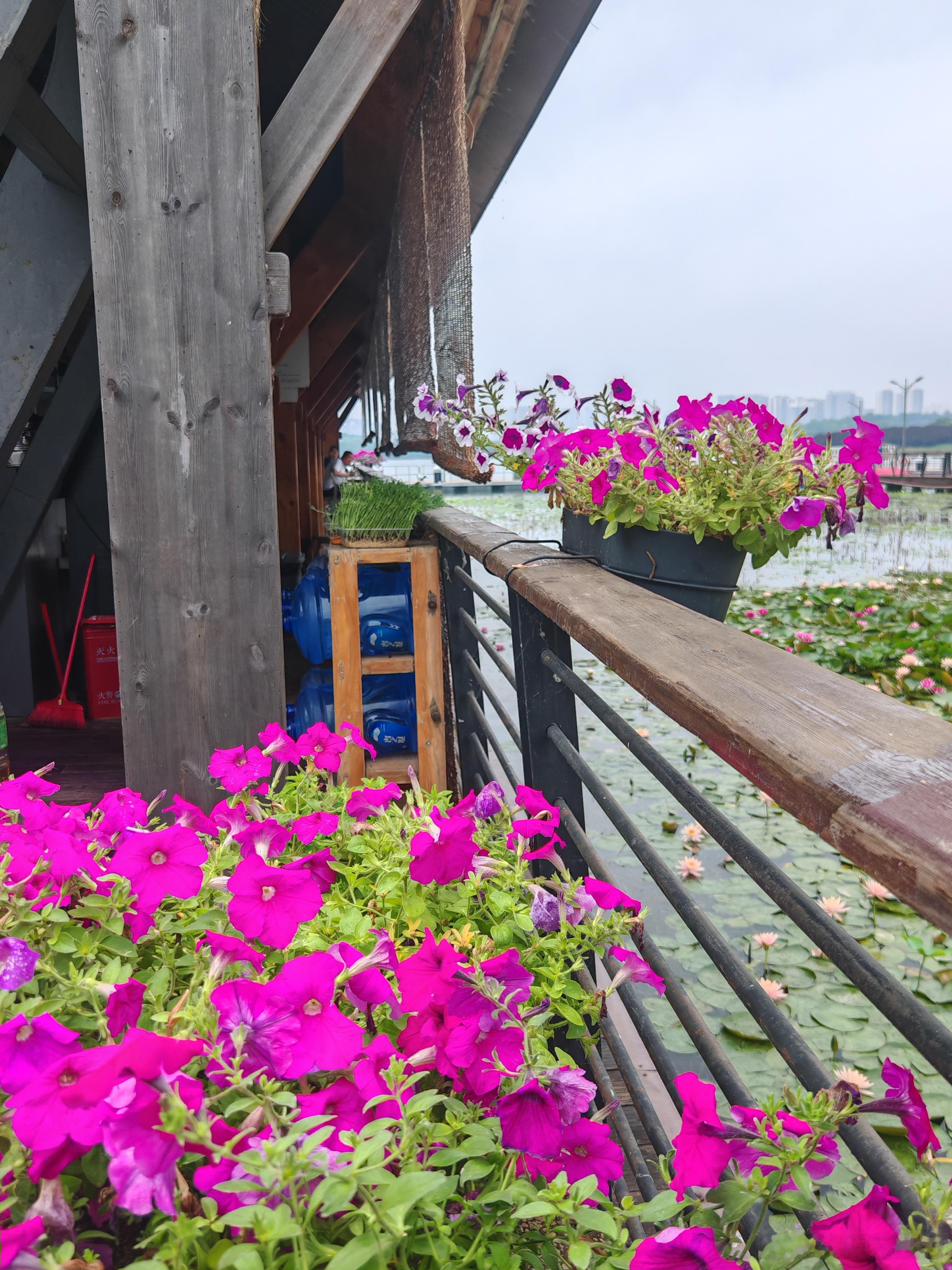 郑州北龙湖湿地公园的瓦库店水边，被这些五彩斑斓的碧冬茄承包了！紫的、粉的、白的，