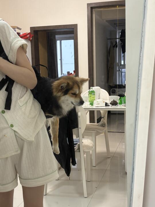 买了宠物背包，但小黑看着不是很高兴？