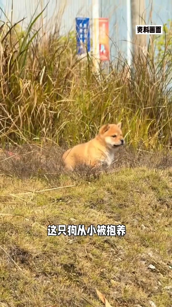 22岁狗狗生命尽头悄然离家。
近日，江西一只22岁高龄的狗狗在疑似察觉自己时日无