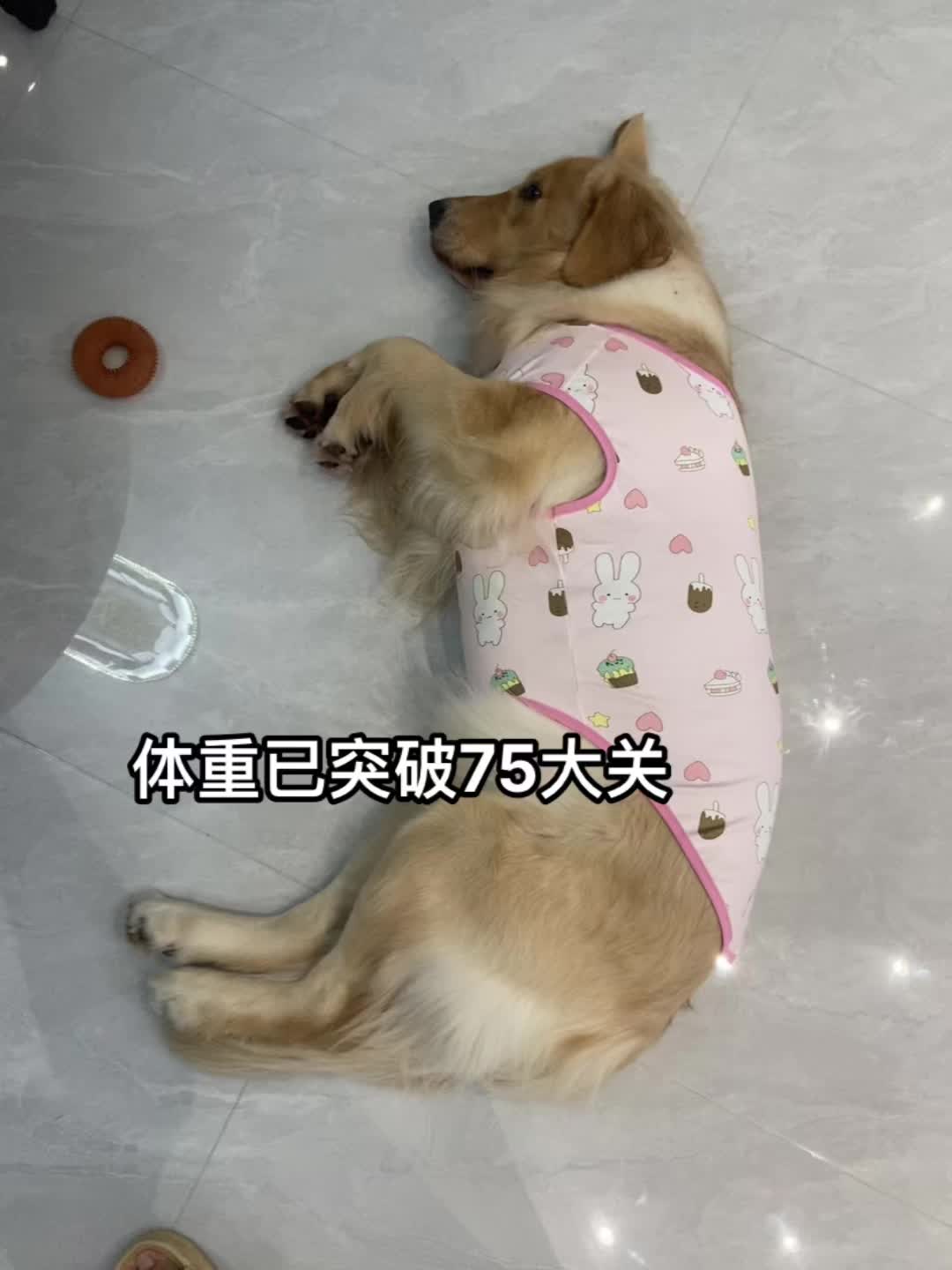 好久没更新了  看看小六日常