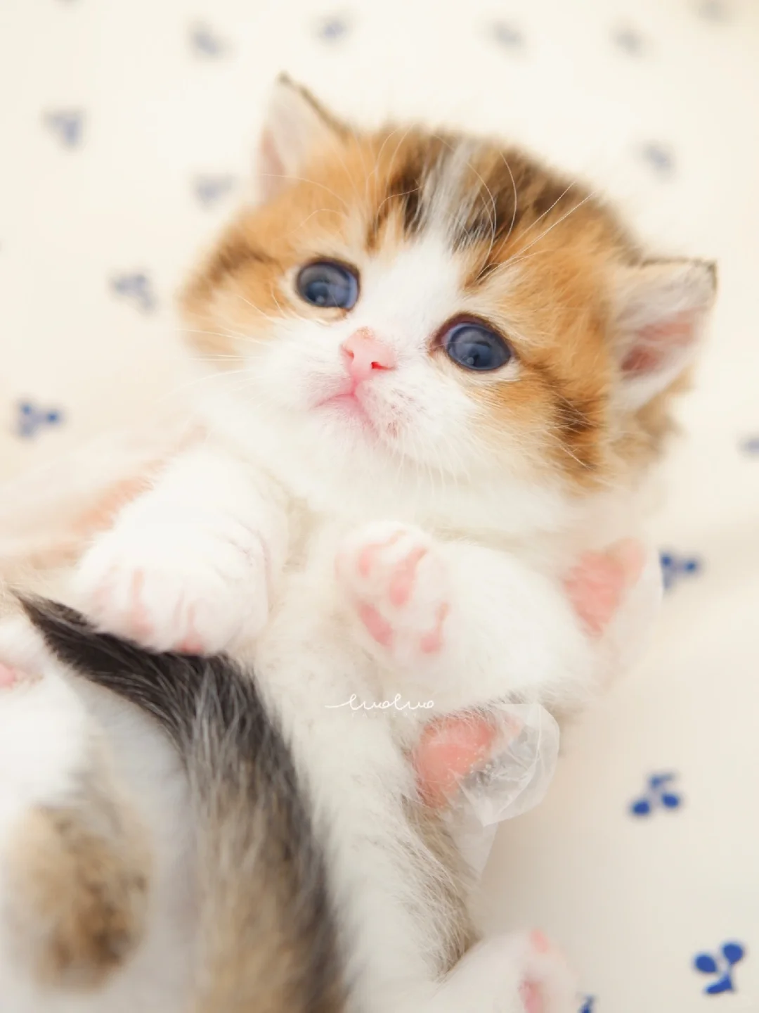 喜欢就要捧在手心💕 金白矮脚猫