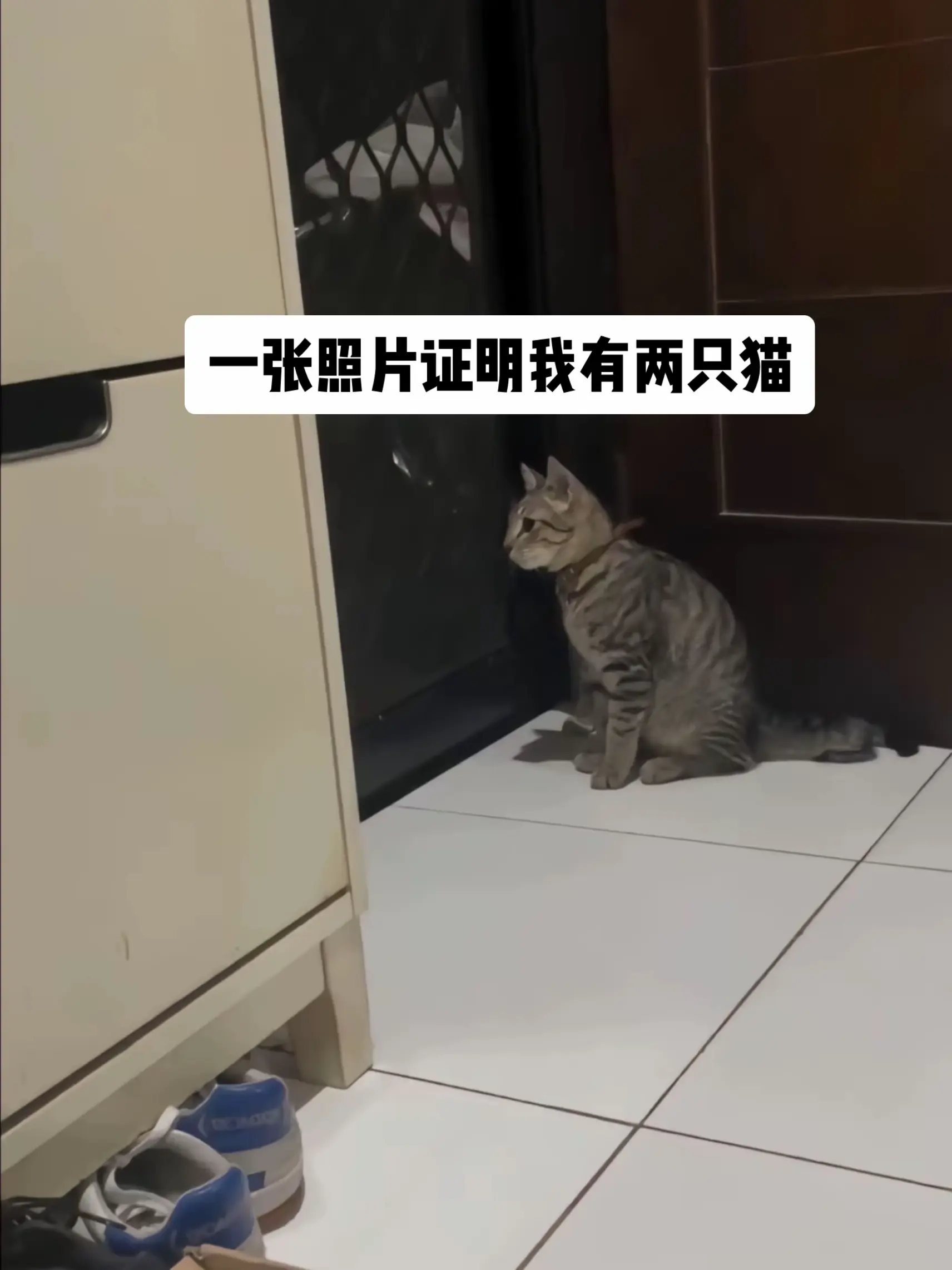猫还是养两只比较有意思