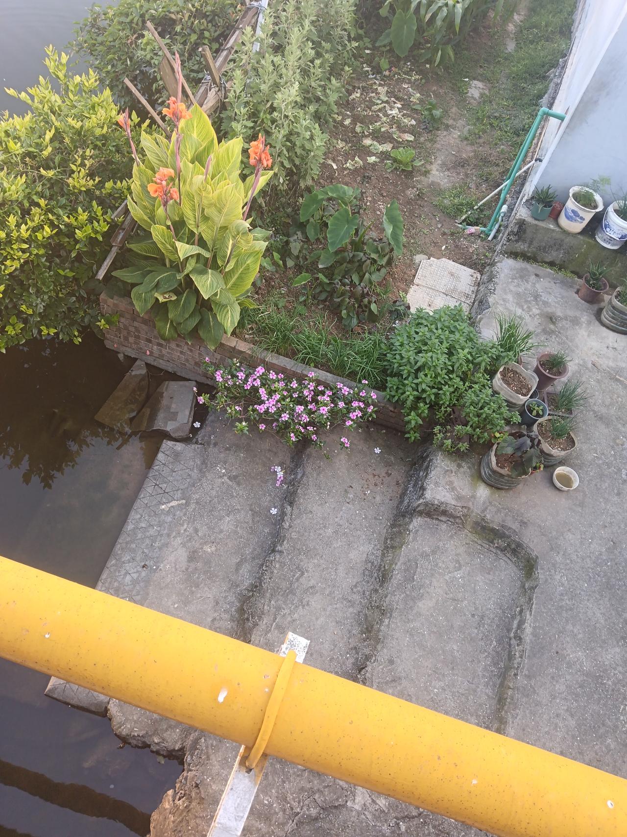 小院一隅，绿植与鲜花相映成趣，静享自然之美。