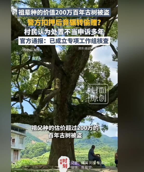 海南，一女子的种了一颗价值207万的百年重阳树，却在夜里被人连根拔走，女子赶紧报
