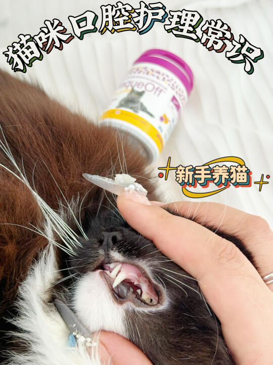 告别刷牙大战！让猫咪口腔健康如此简单！
