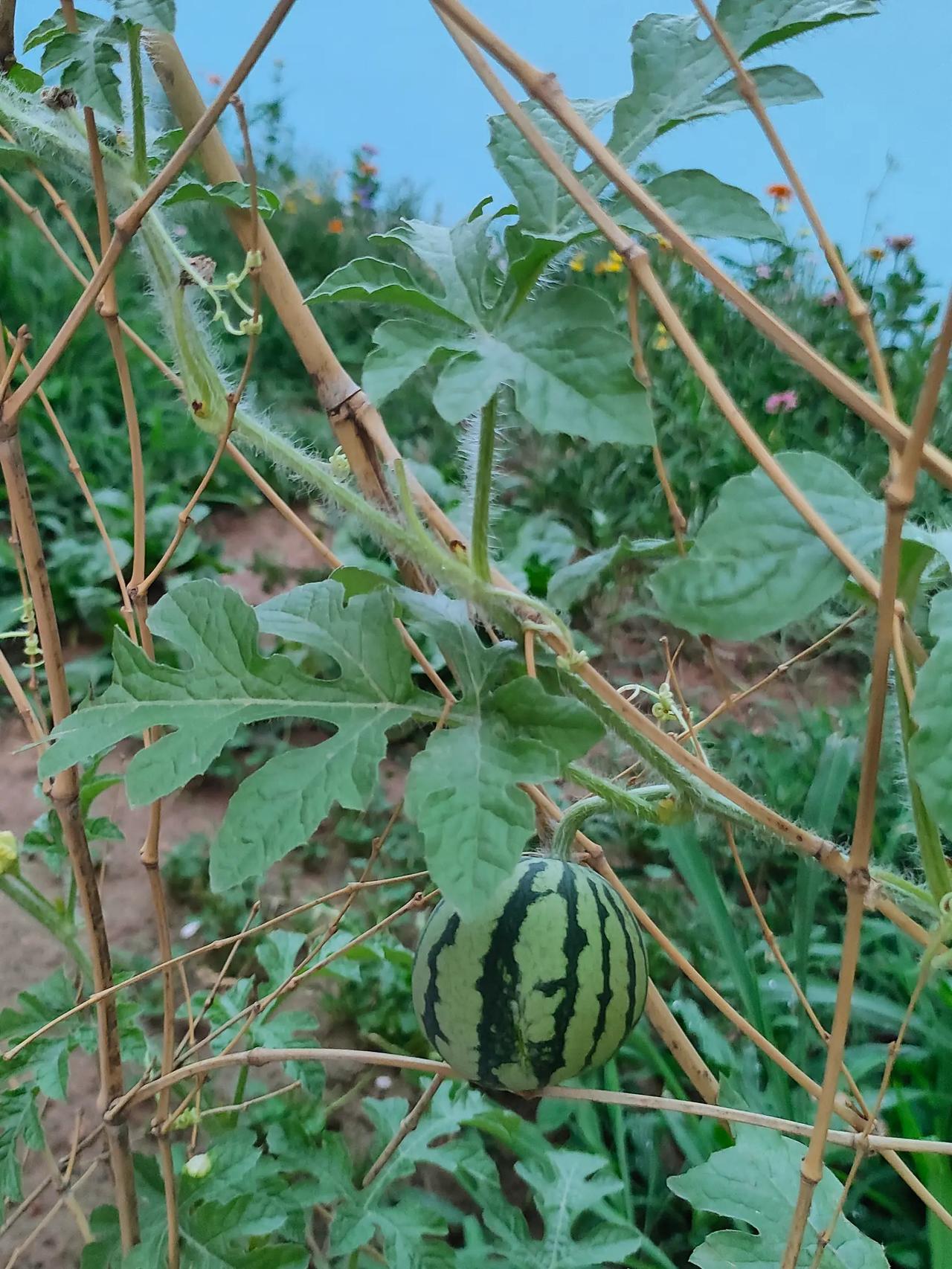 西瓜是夏季当季水果，新鲜又美味，解暑效果佳。