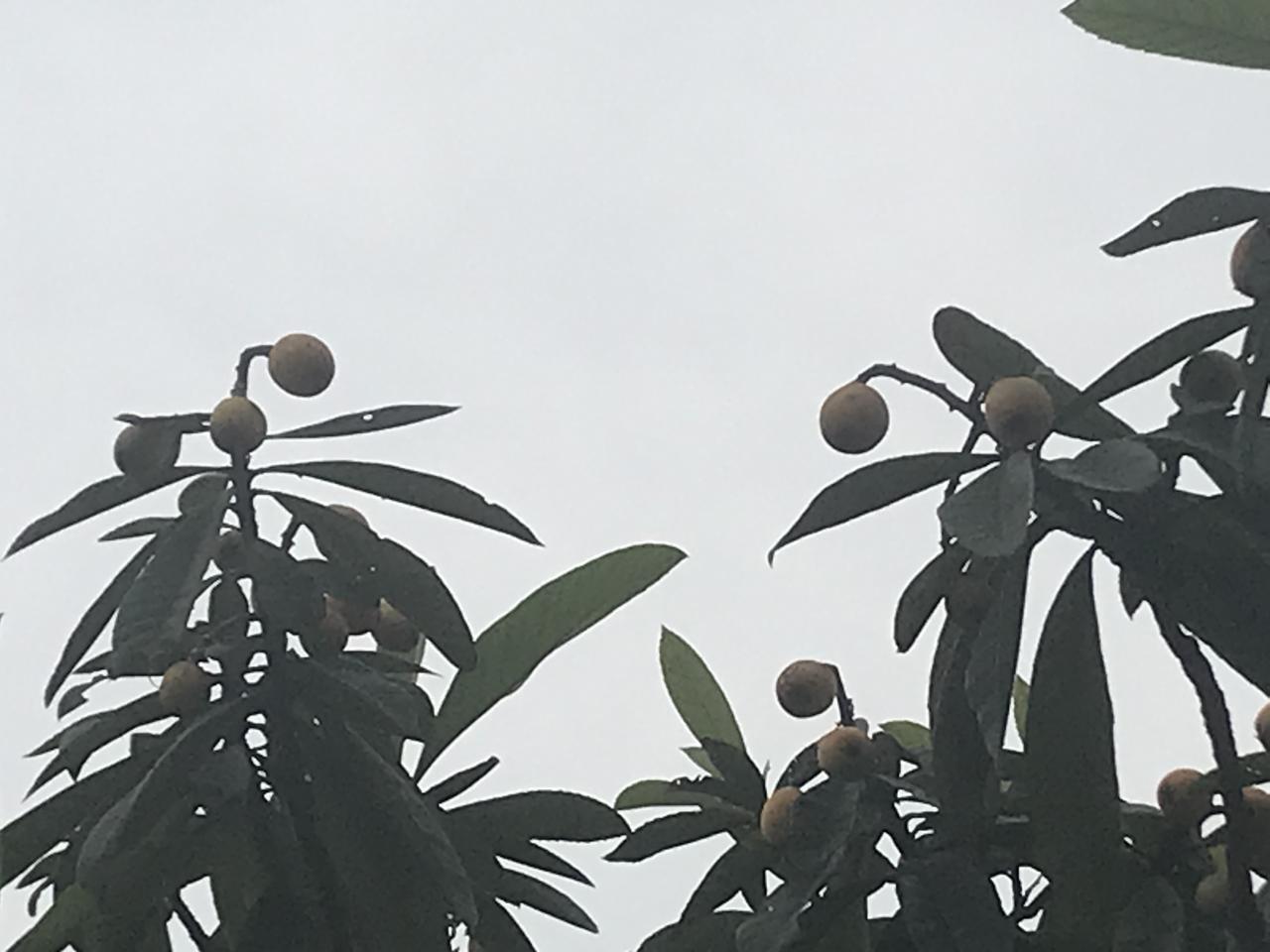 分享一张你相册的拍的花花没有，水果就有，这个季节的广西应季水果，枇杷！！