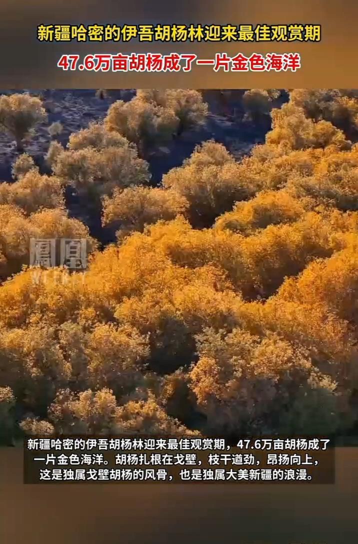 赴一场千年之约
 
新疆哈密伊吾胡杨林黄了。47.6万亩胡杨披上“黄金甲”，铺展