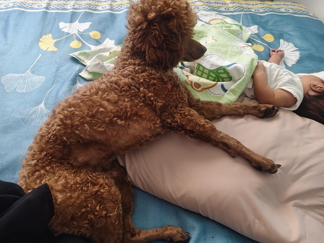 我家狗子小七
和小主人的第一次见面