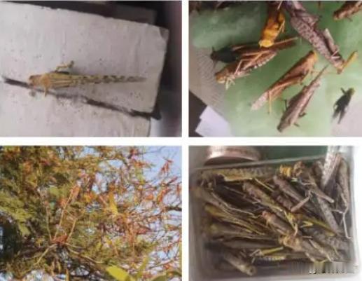 2020年，巴基斯坦突发蝗灾，一块田地上有上亿蝗虫，正当巴基斯坦的工作人员要紧急