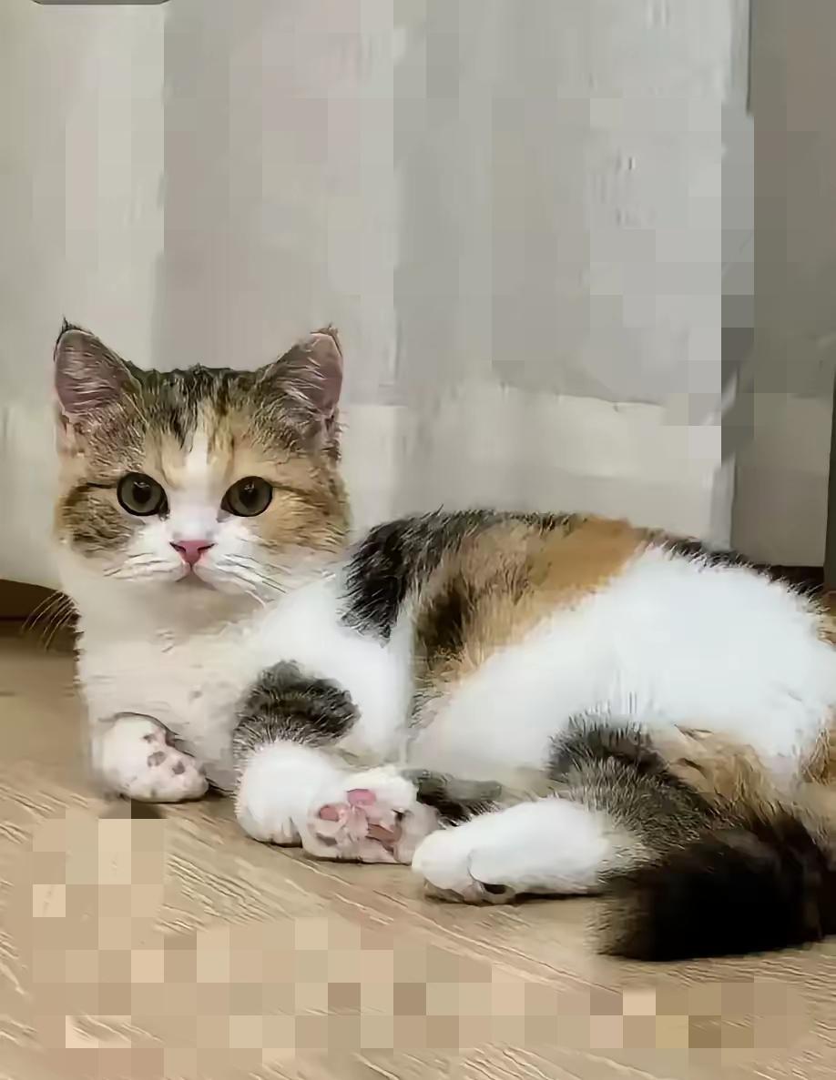 儿子偷猫还甩500块？这账我真没法算！
 
    谁懂啊！养了俩月的猫被亲儿子