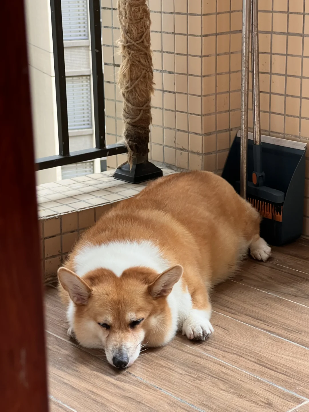 我该怎么跟它解释台风天没办法出门呢？