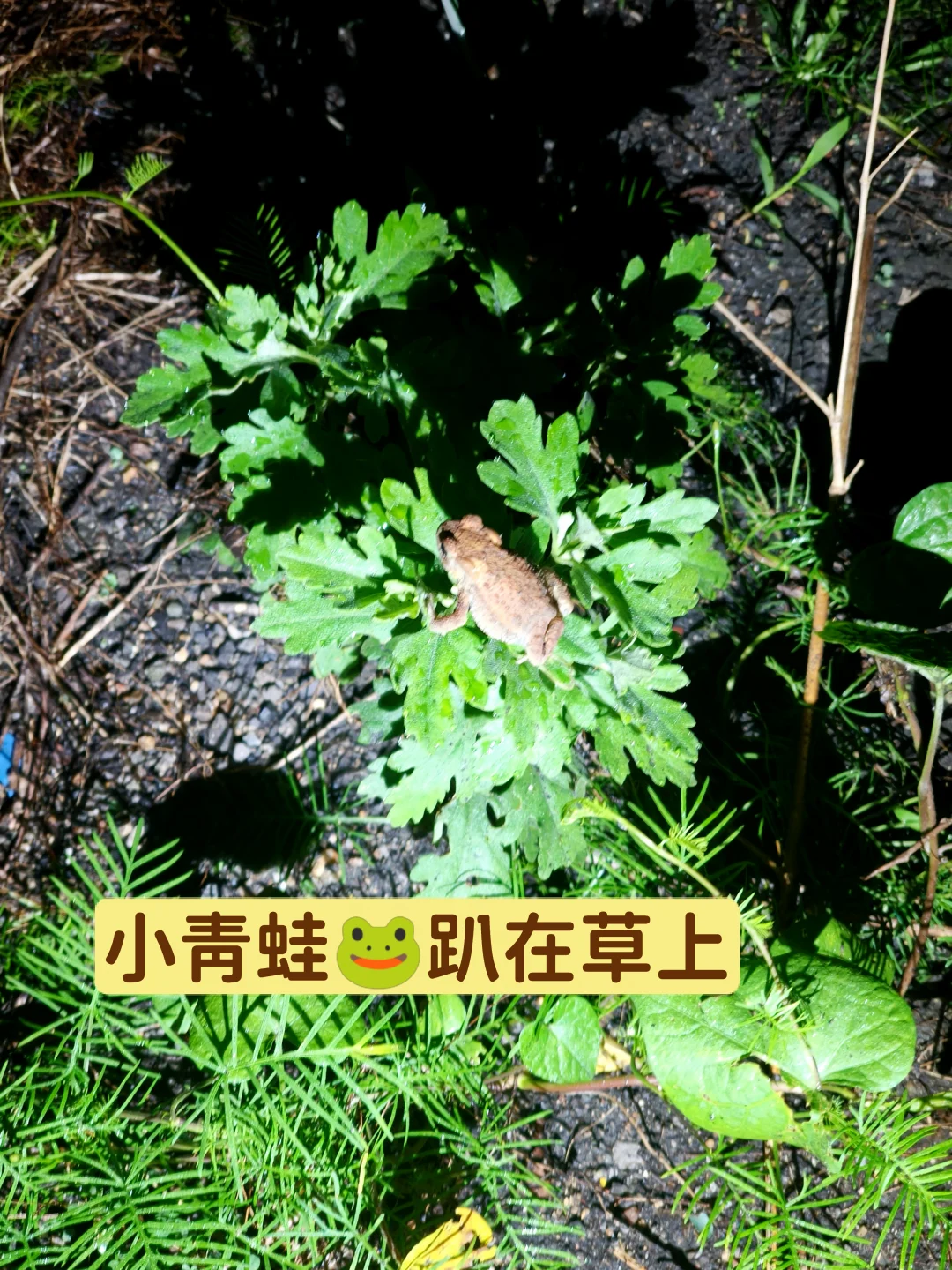 这只青蛙真的太会摆pose了