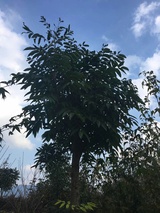 沈彩热玩科技